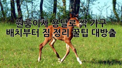 📦 원룸이사, 용달로 싹! 가구 배치부터 짐 정리 꿀팁 대방출 🍯