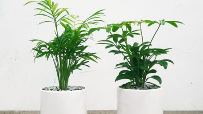 🌿 싱그러움 가득! 부엌화분 득템 후기 & 꿀팁 대방출! 💚